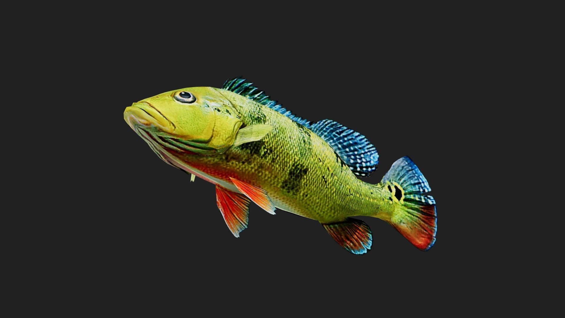 Bass fish Low-poly 3D model_4