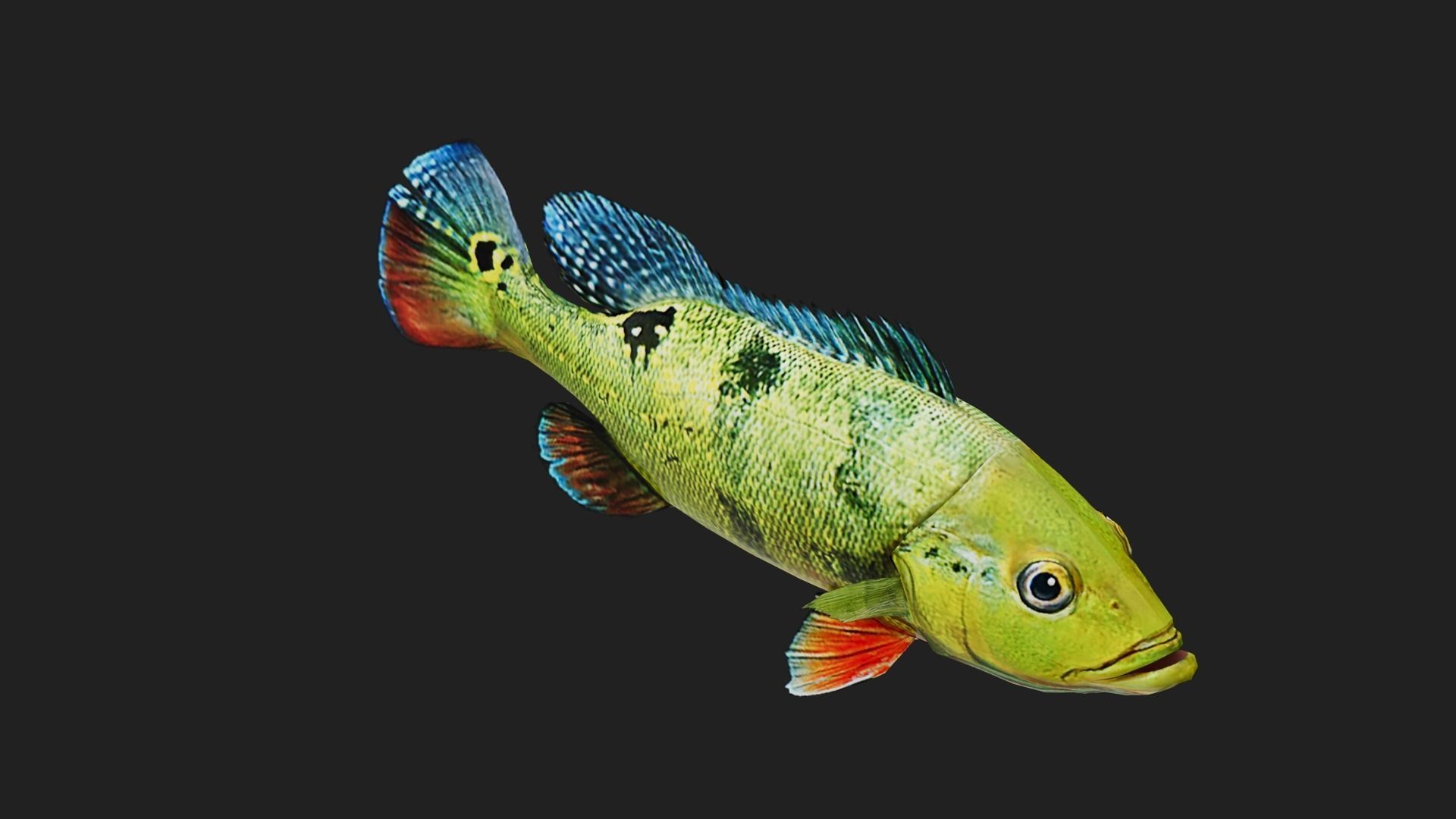 Bass fish Low-poly 3D model_2