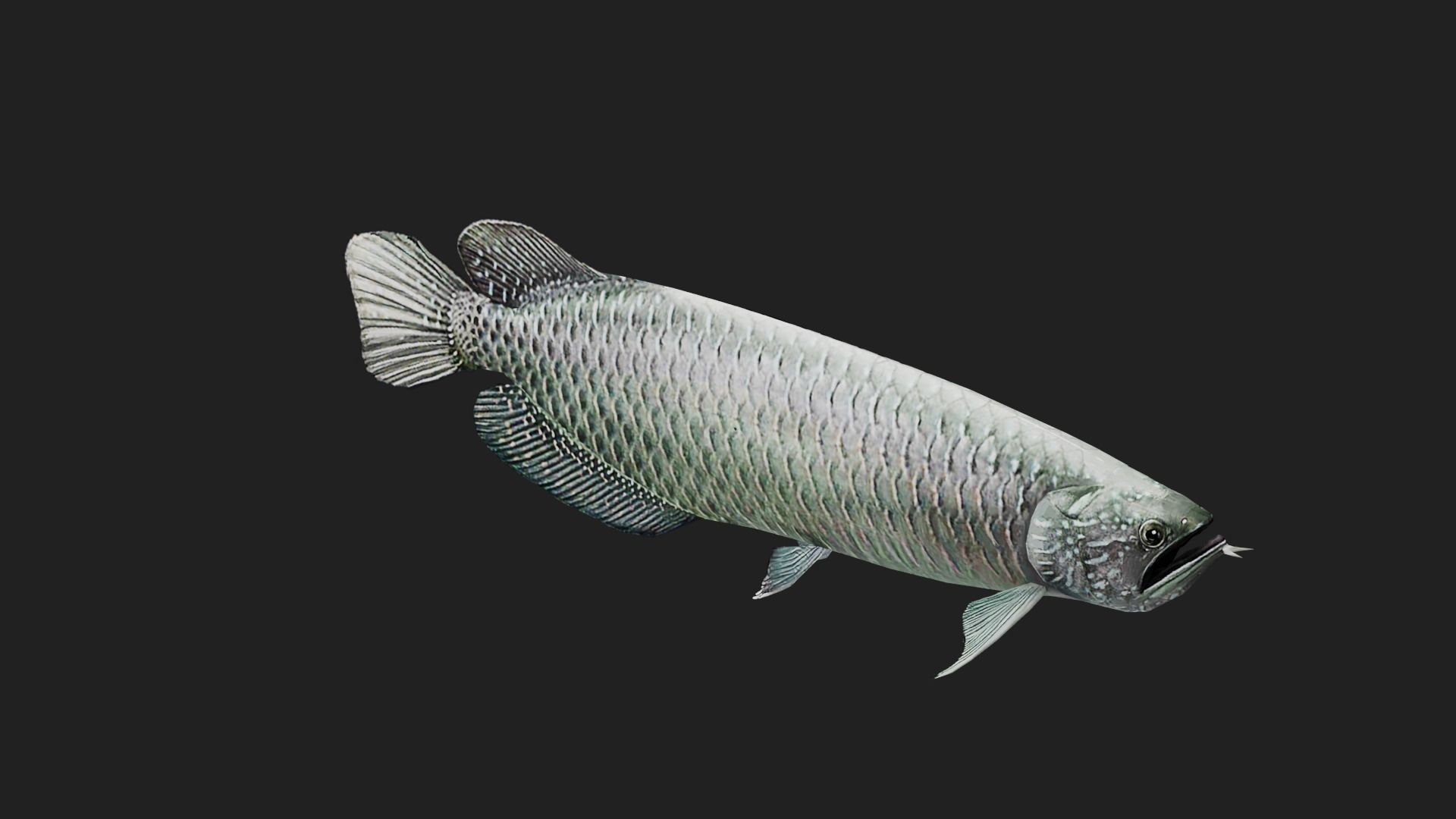 Arowana Low-poly 3D model_2