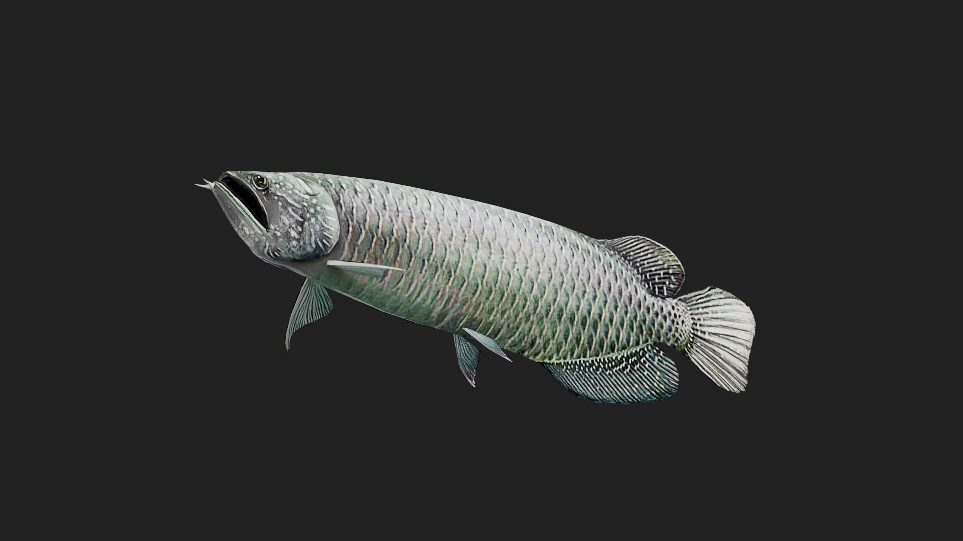 Arowana Low-poly 3D model_4