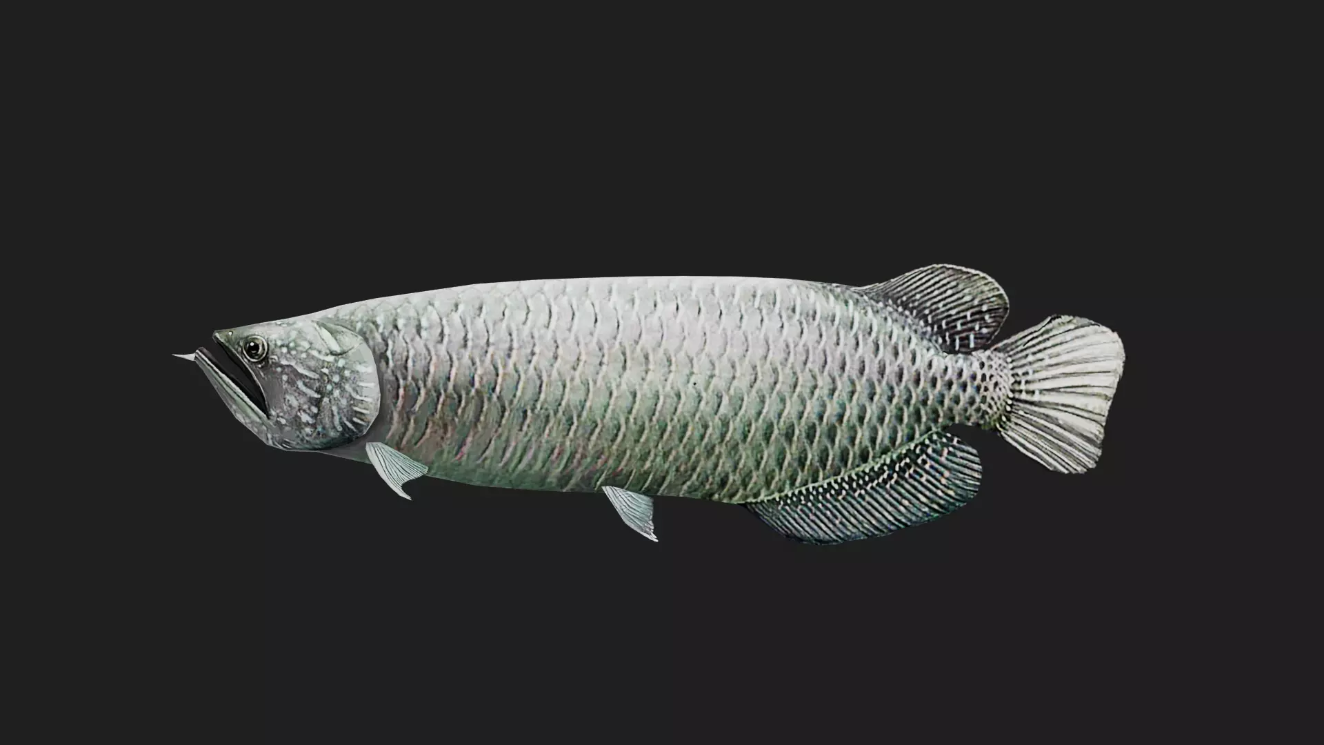 Arowana Low-poly 3D model_0