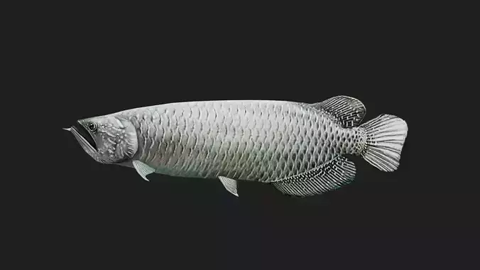 Arowana Low-poly 3D model