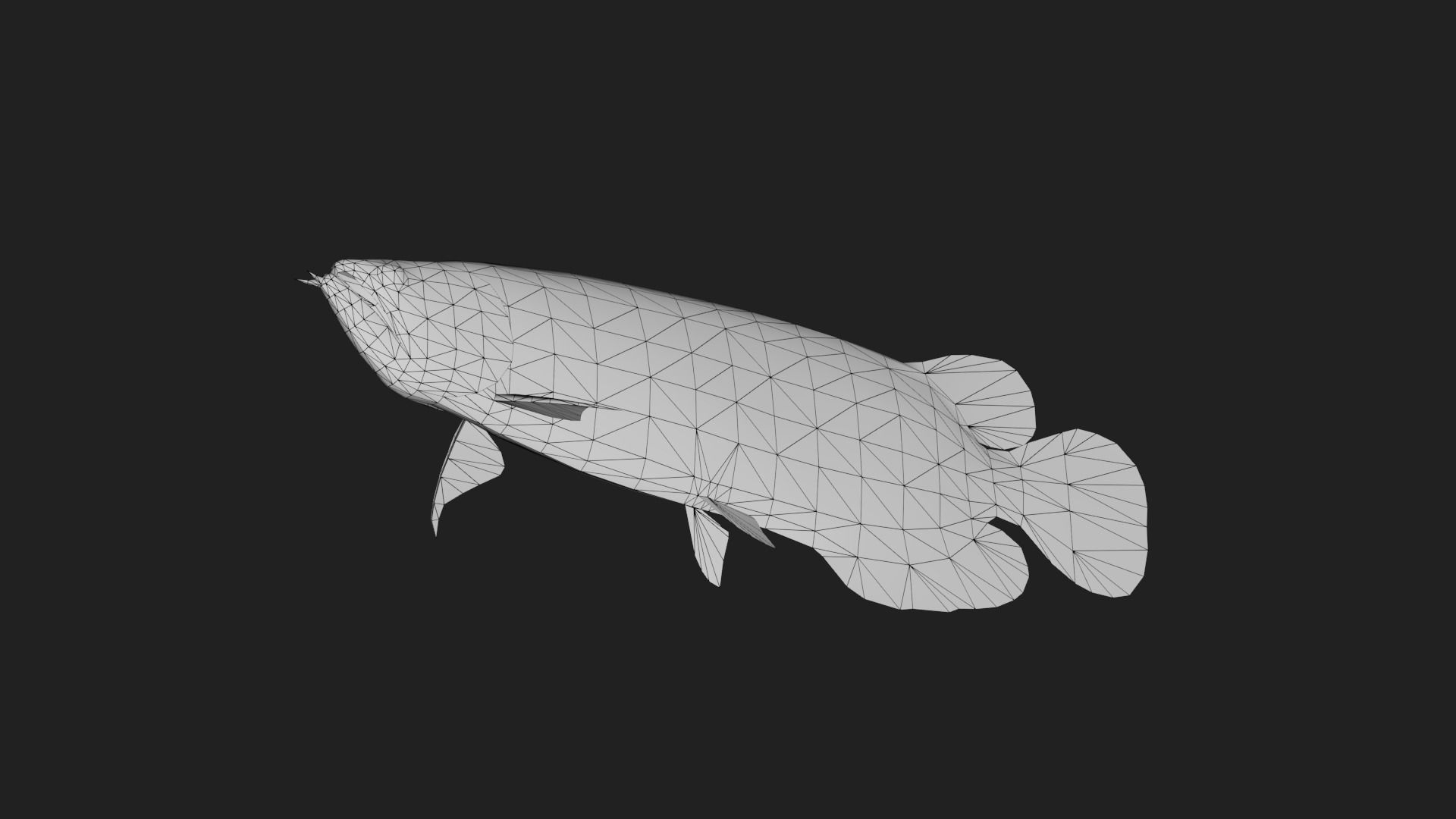 Arowana Low-poly 3D model_5