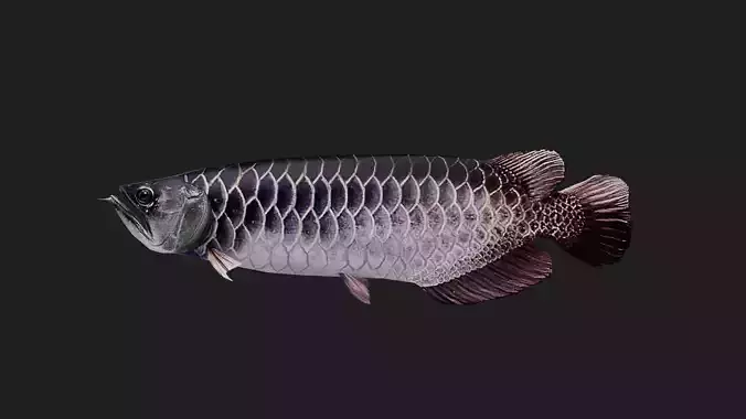 Arowana