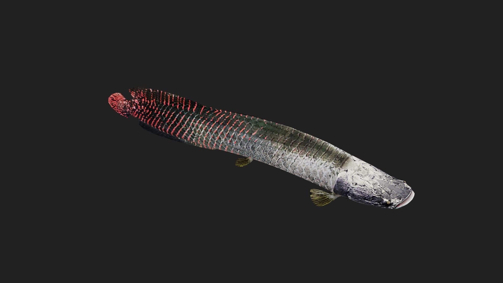 Arapaima Low-poly 3D model_2
