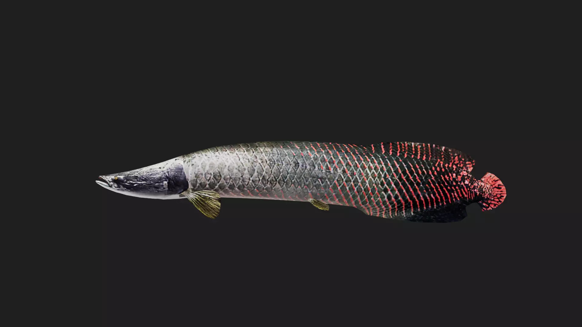 Arapaima Low-poly 3D model_0