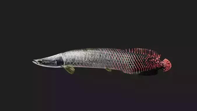 Arapaima Low-poly 3D model