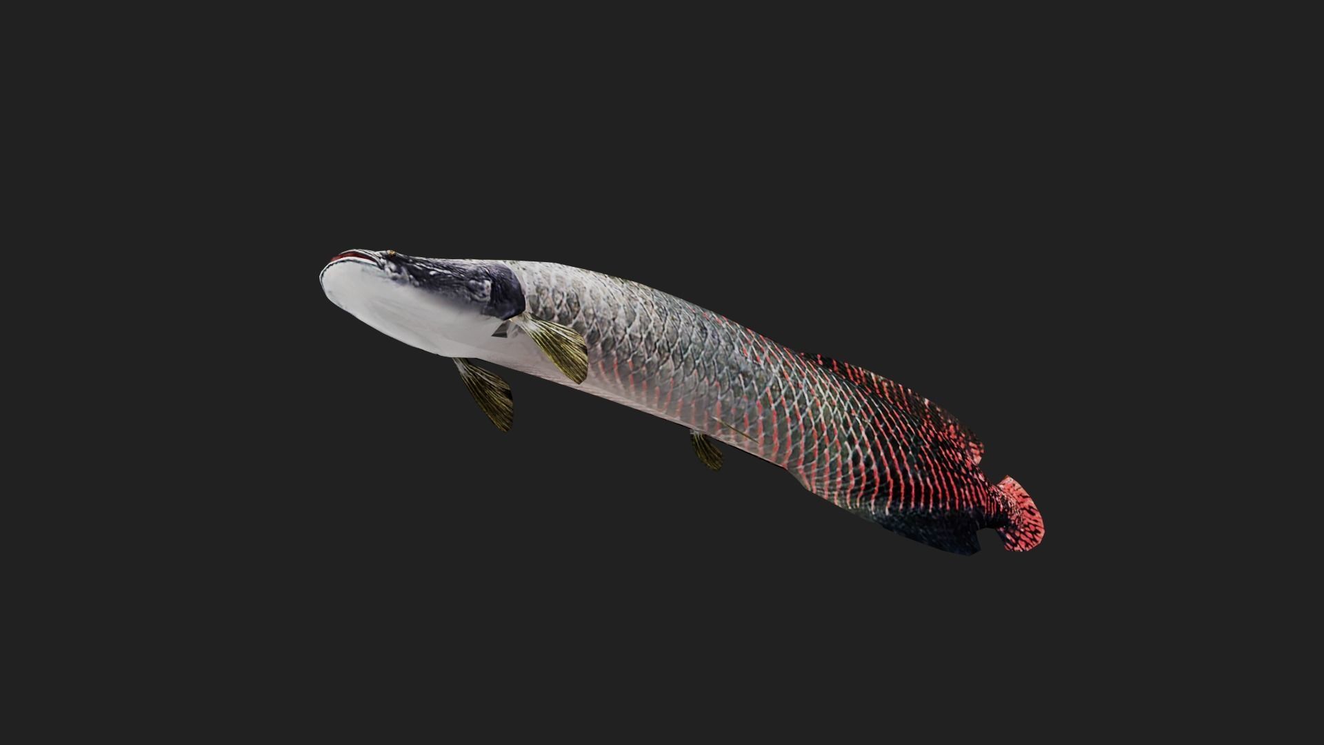 Arapaima Low-poly 3D model_4