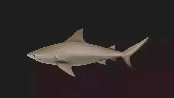 Shark Low-poly 3D model