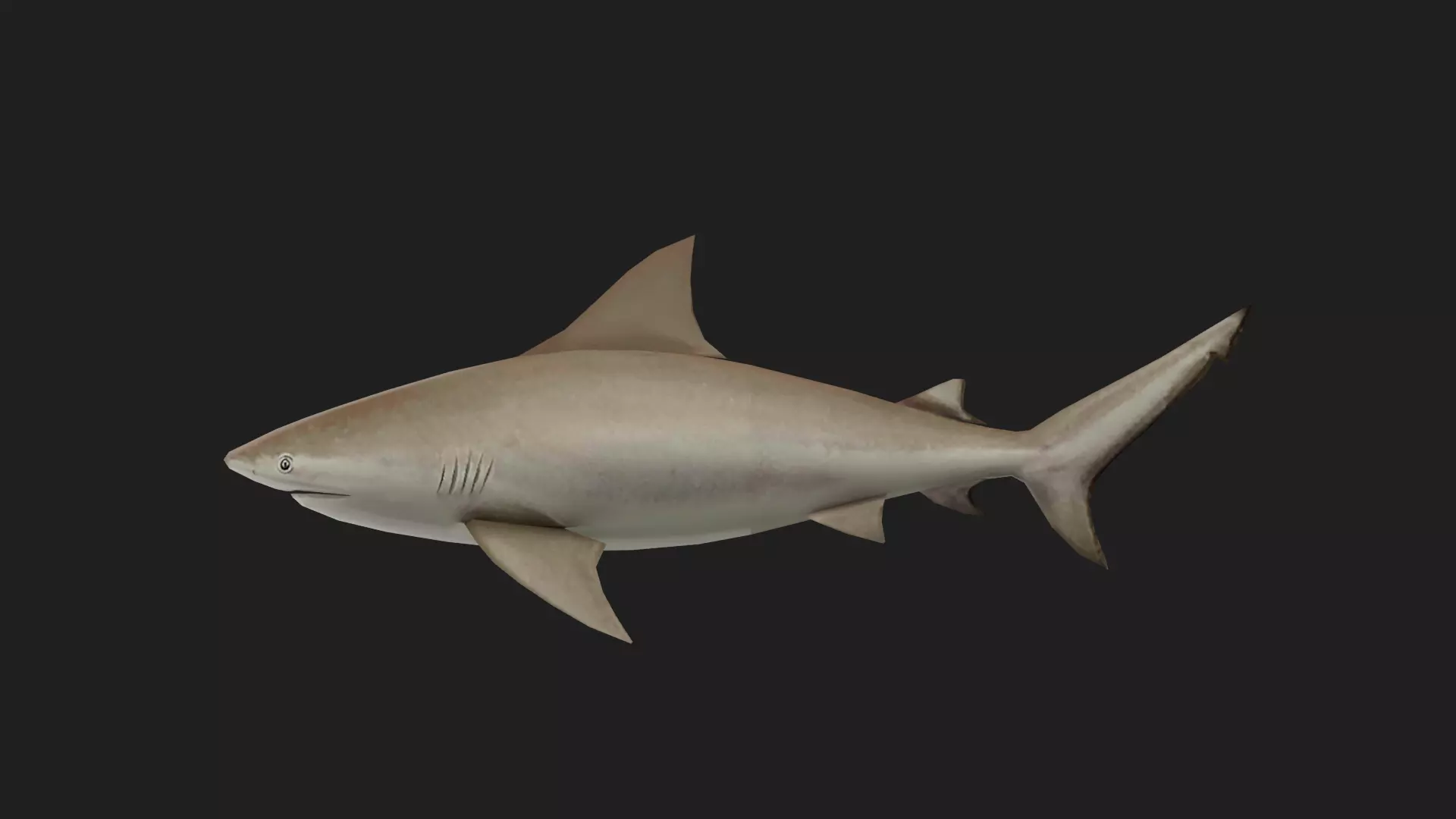 Shark Low-poly 3D model_0