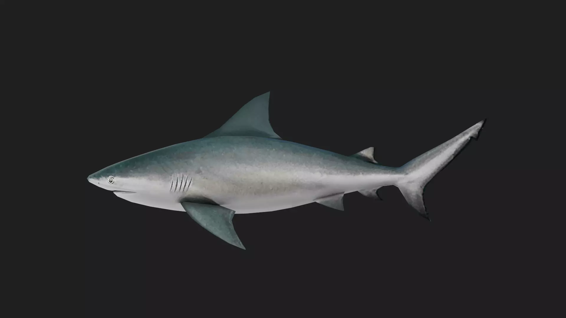 Shark Low-poly 3D model_0