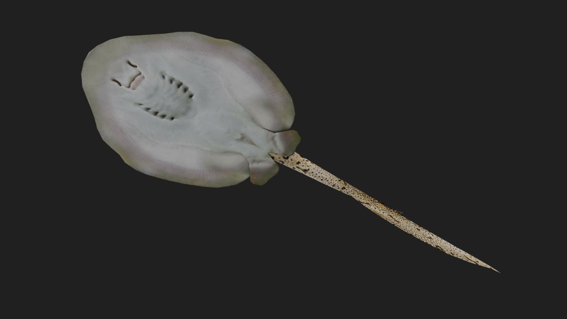 DiscusRay Low-poly 3D model_2