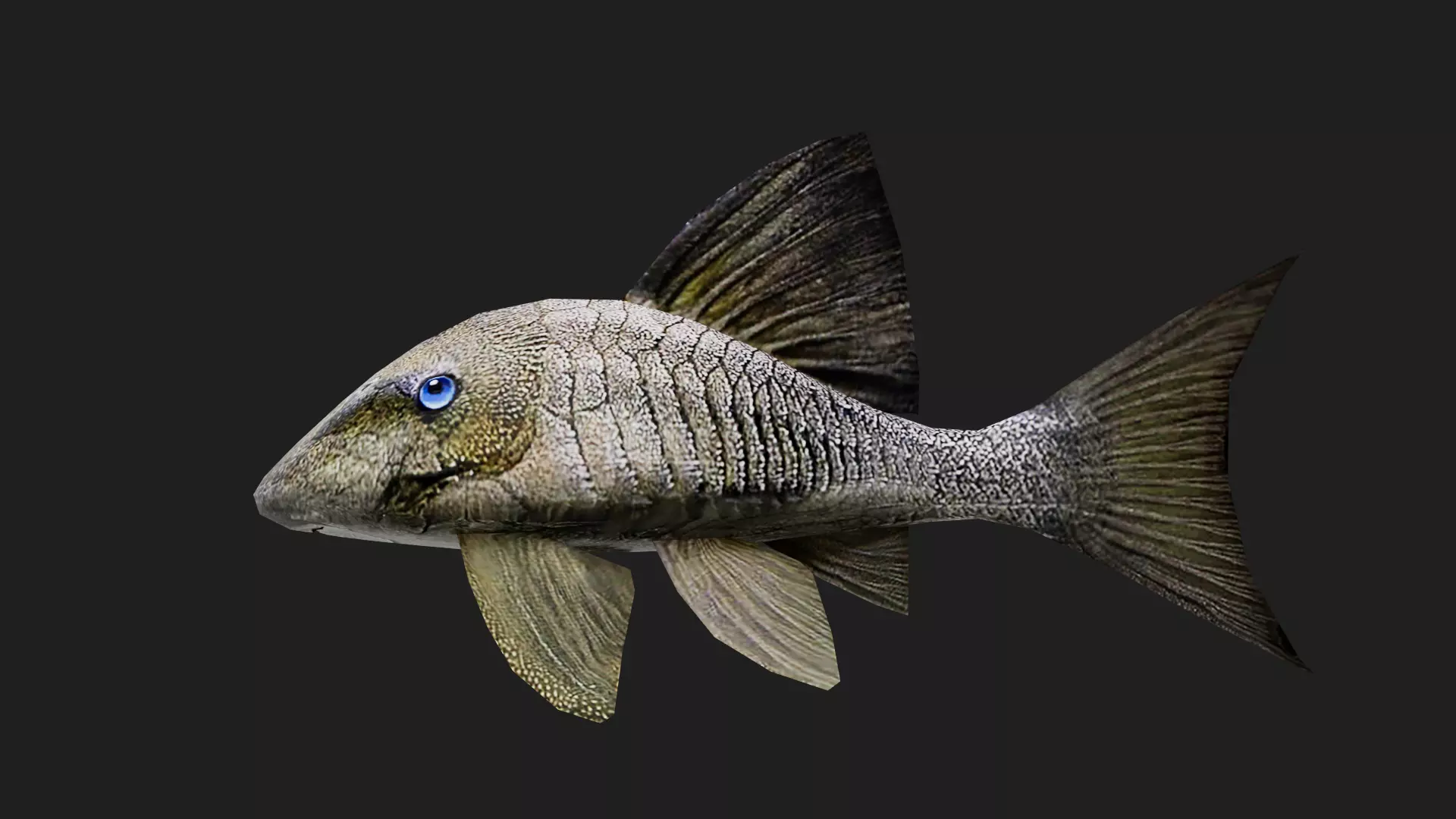 Panaque Low-poly 3D model_0