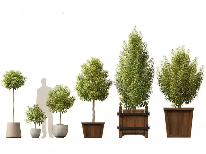 Prunus Lusitanica - Portuguese Cherry Laurel  01