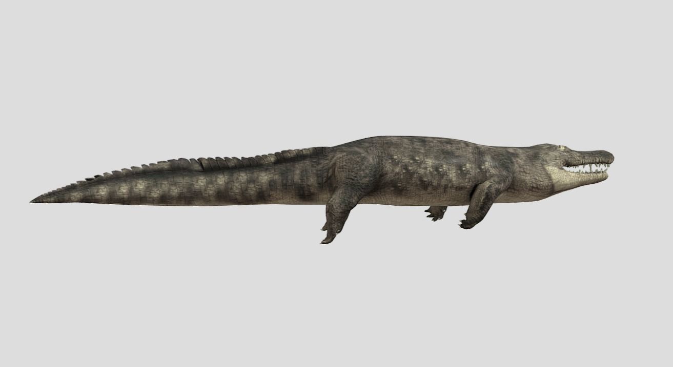 Crocodile Realistic Animated Low-poly 3D model_8