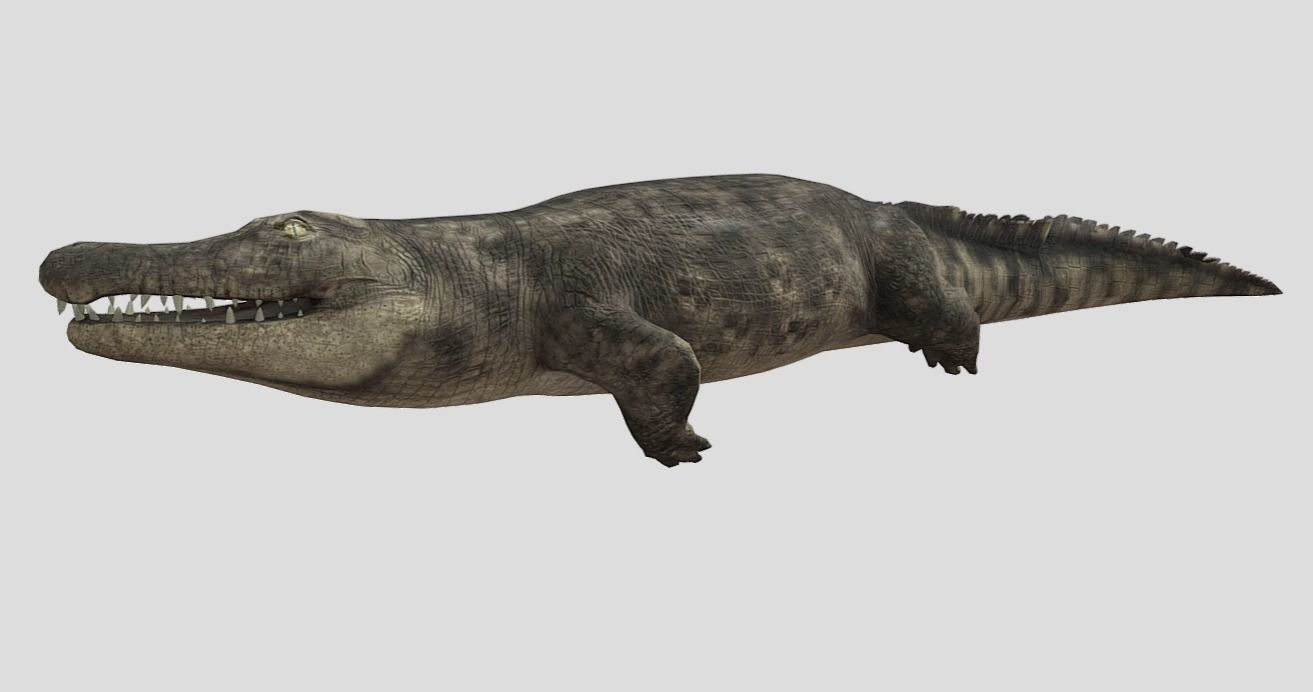 Crocodile Realistic Animated Low-poly 3D model_4