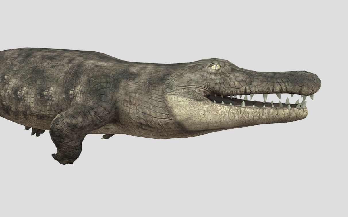Crocodile Realistic Animated Low-poly 3D model_14