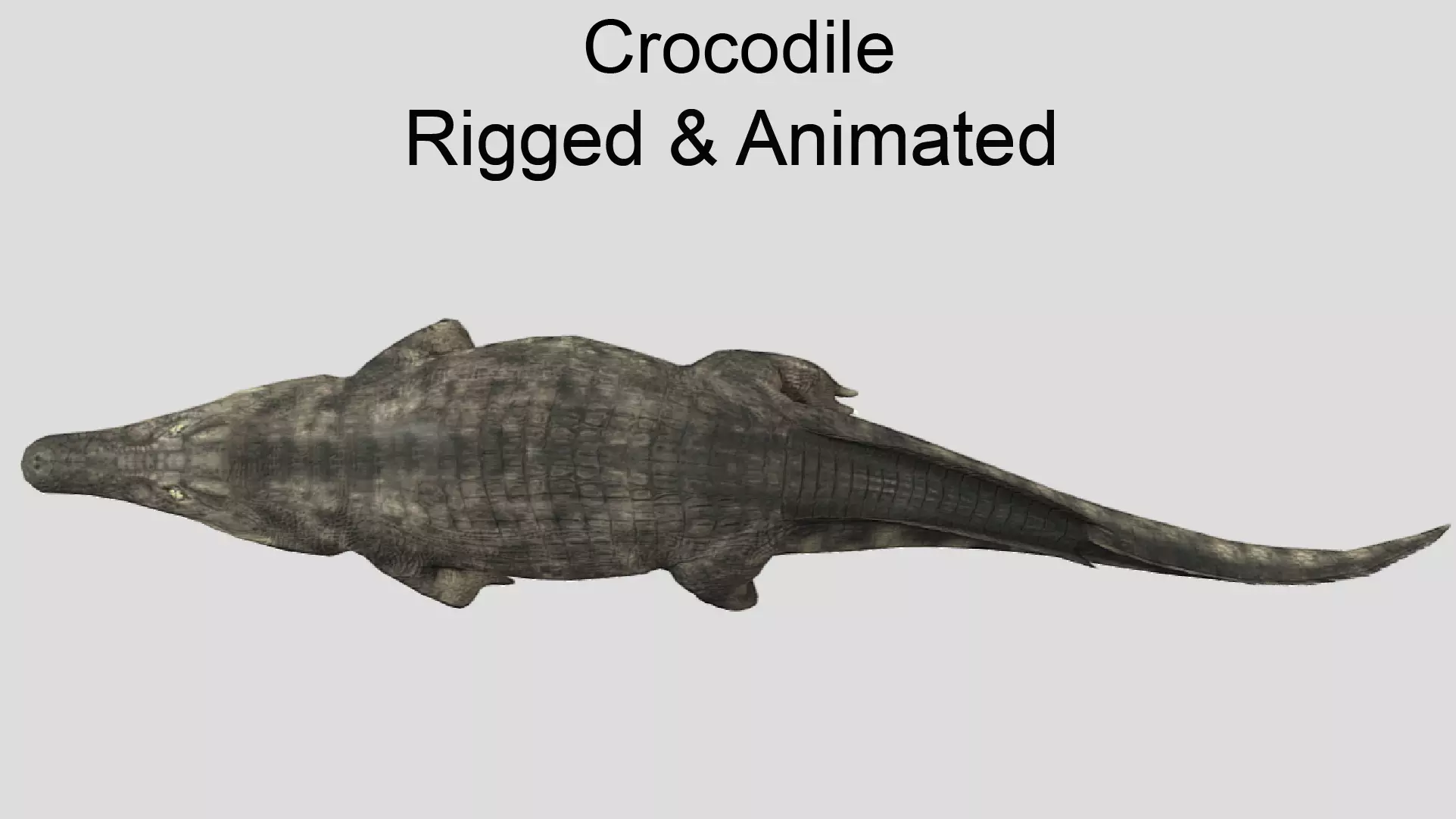 Crocodile Realistic Animated Low-poly 3D model_0