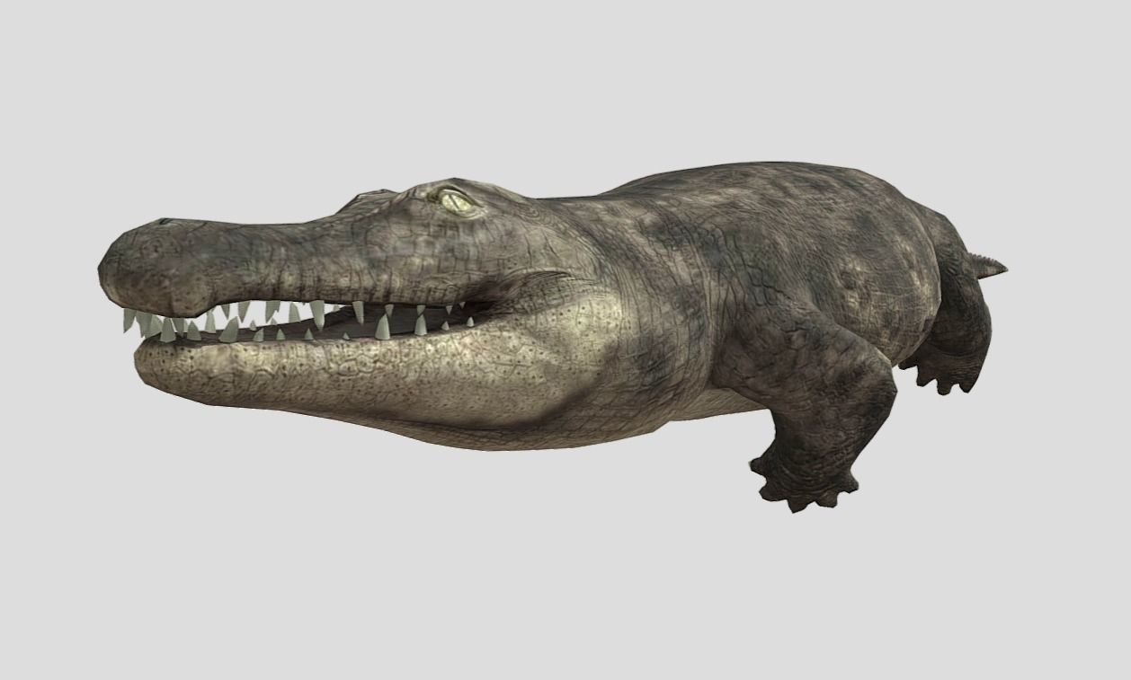 Crocodile Realistic Animated Low-poly 3D model_3