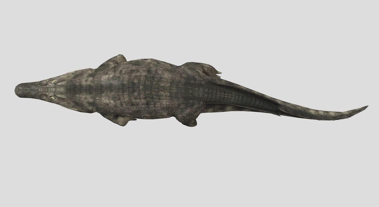 Crocodile Realistic Animated Low-poly 3D model_13