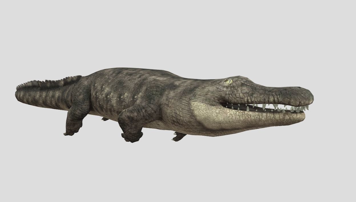 Crocodile Realistic Animated Low-poly 3D model_6