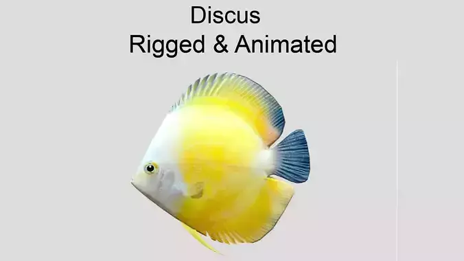 Discus Realistic Animated Low-poly 3D model