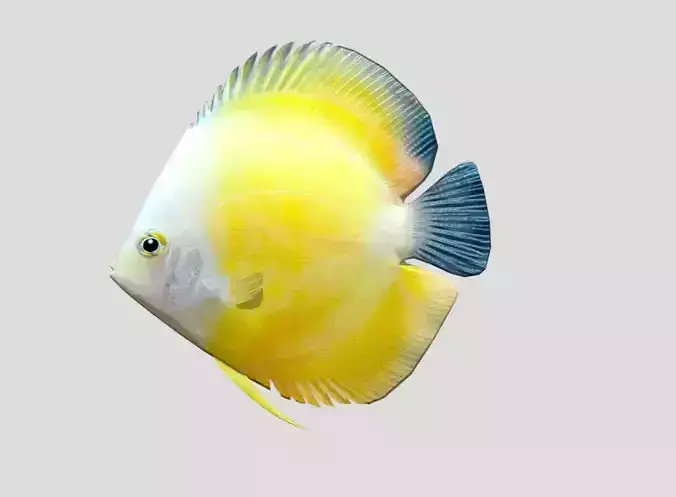 Discus Realistic Animated