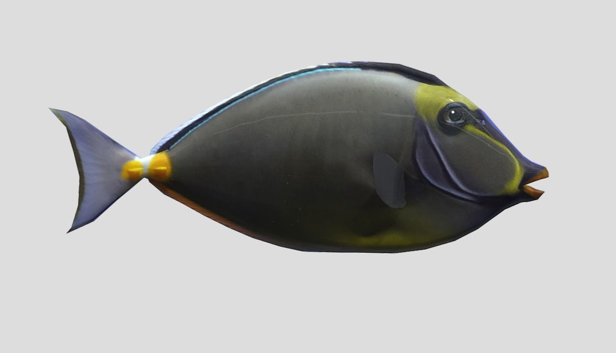 Orange Spine Unicornfish Realistic Animated Low-poly 3D model_4