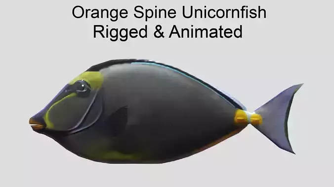Orange Spine Unicornfish Realistic Animated Low-poly 3D model