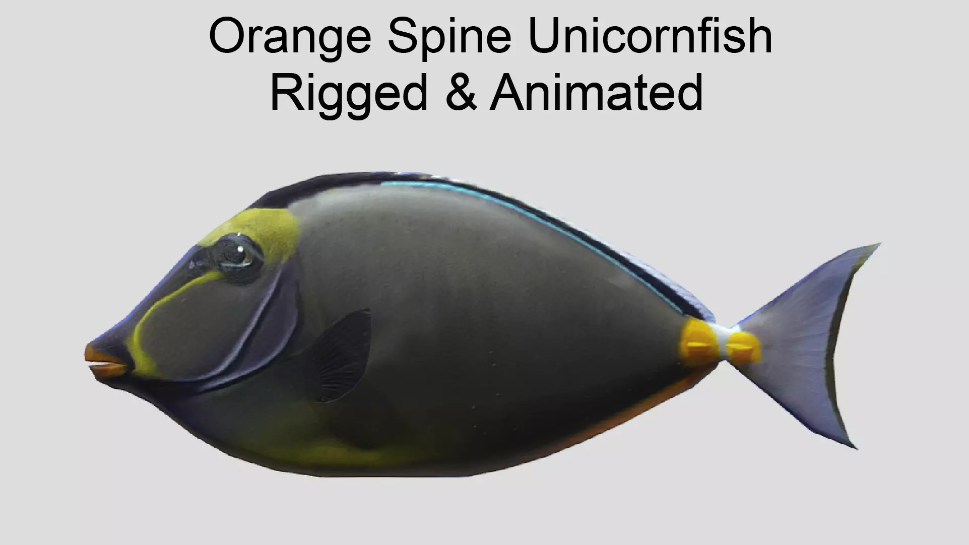 Orange Spine Unicornfish Realistic Animated Low-poly 3D model_0