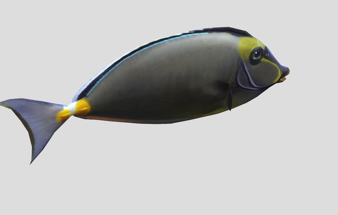 Orange Spine Unicornfish Realistic Animated Low-poly 3D model_5