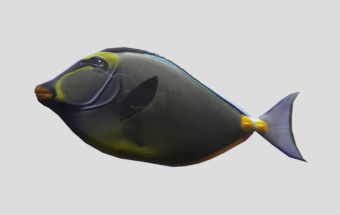 Orange Spine Unicornfish Realistic Animated Low-poly 3D model_6