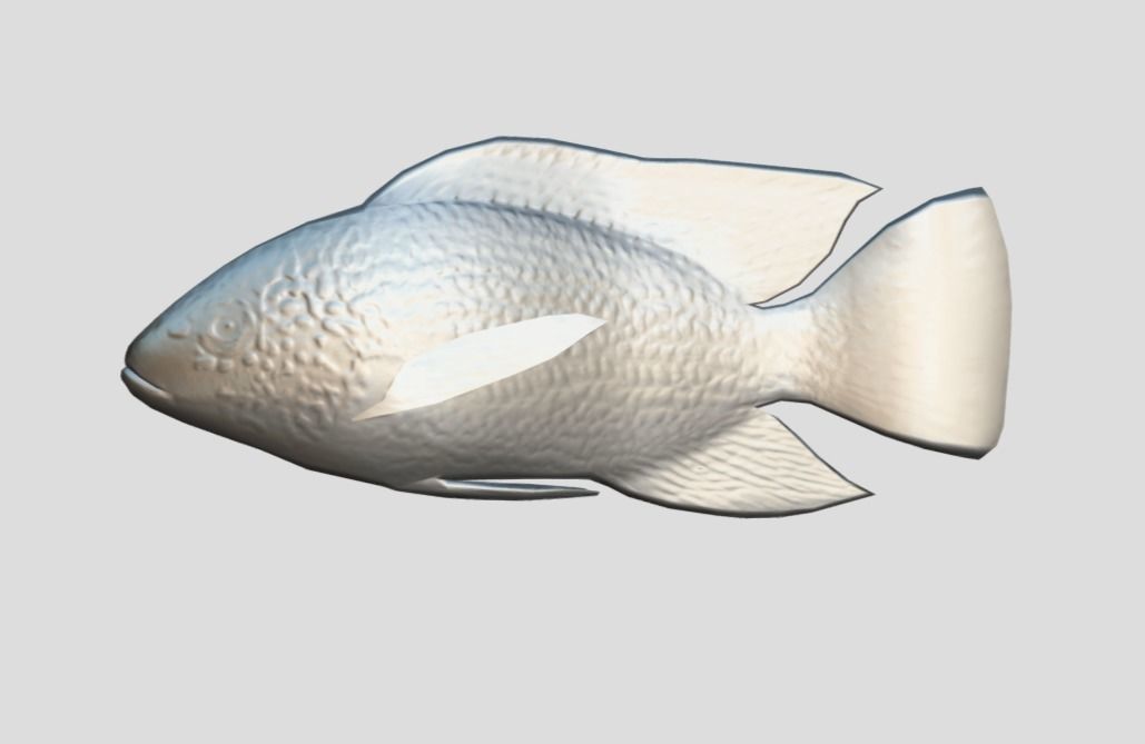 Oreochromis Realistic Animated Low-poly 3D model_3