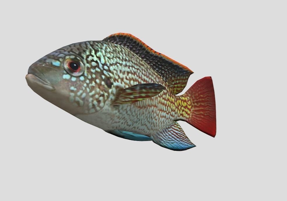 Oreochromis Realistic Animated Low-poly 3D model_7