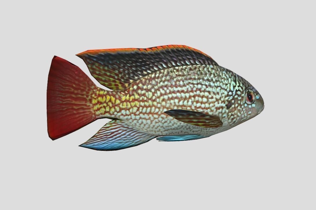 Oreochromis Realistic Animated Low-poly 3D model_6