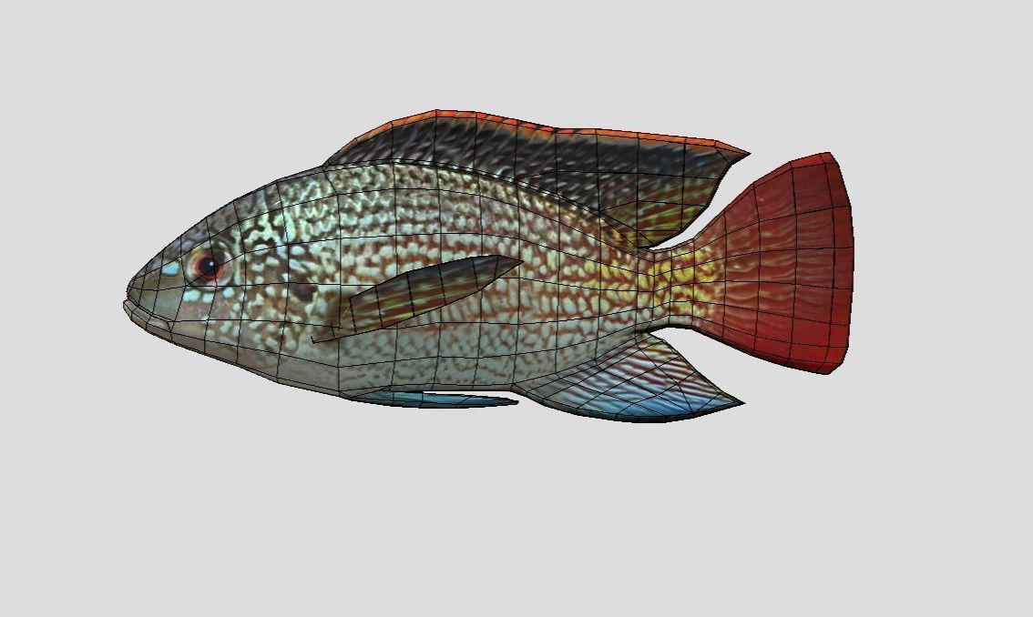 Oreochromis Realistic Animated Low-poly 3D model_2