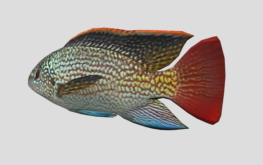 Oreochromis Realistic Animated Low-poly 3D model_8