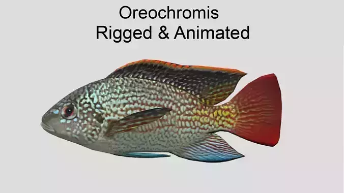 Oreochromis Realistic Animated Low-poly 3D model