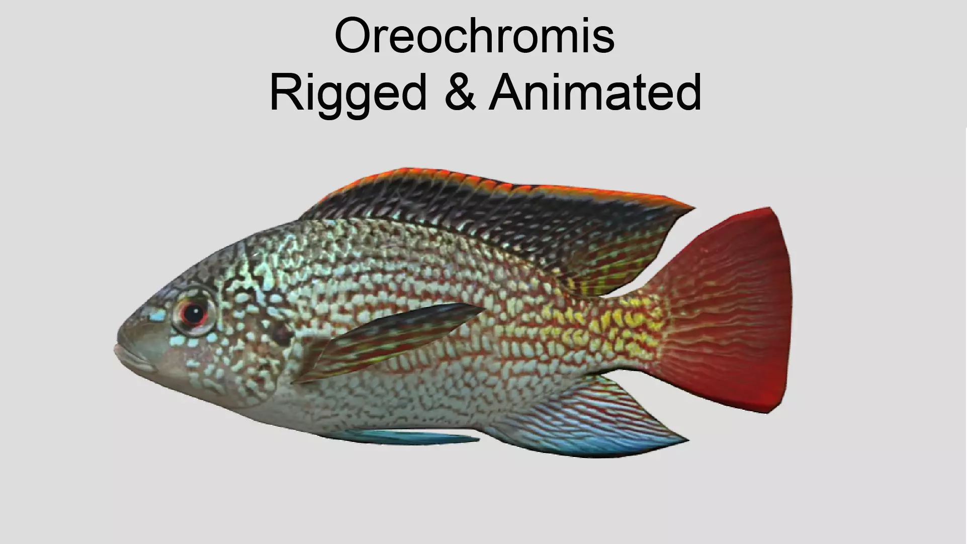 Oreochromis Realistic Animated Low-poly 3D model_0