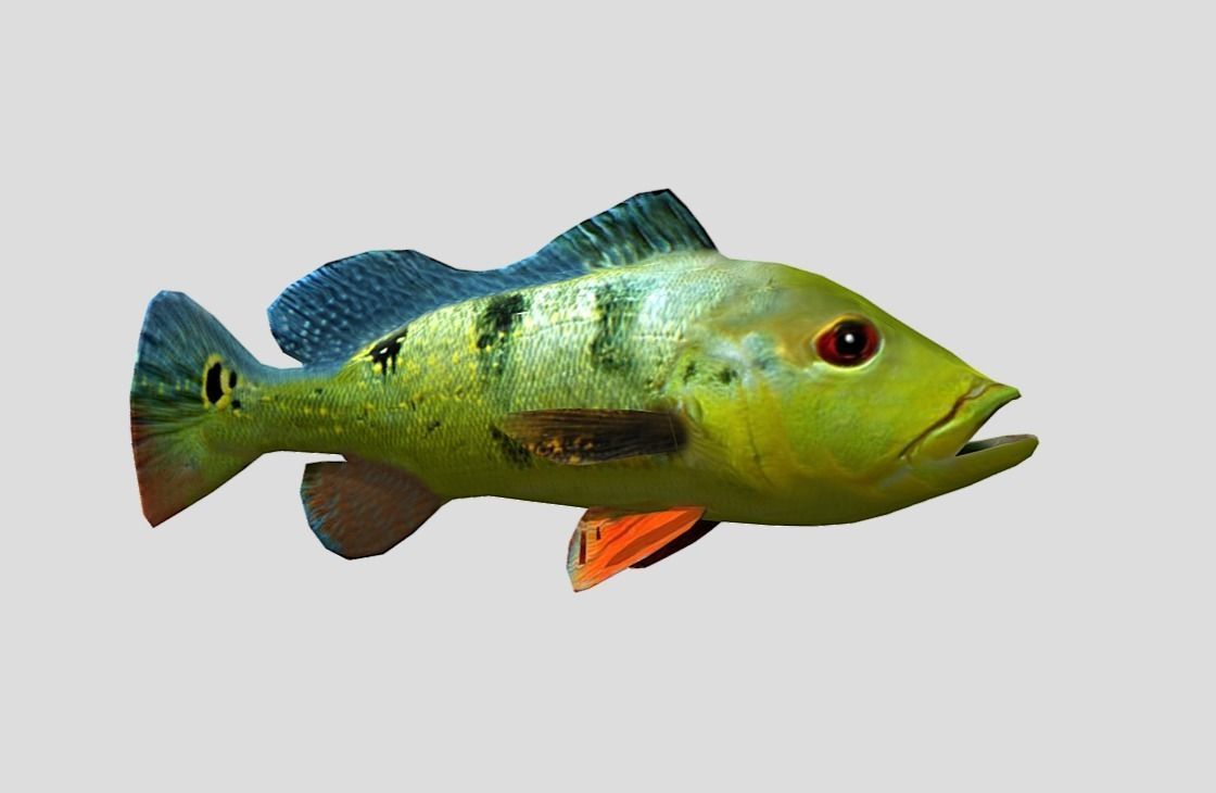 Peacock Bass Realistic Animated Low-poly 3D model_6