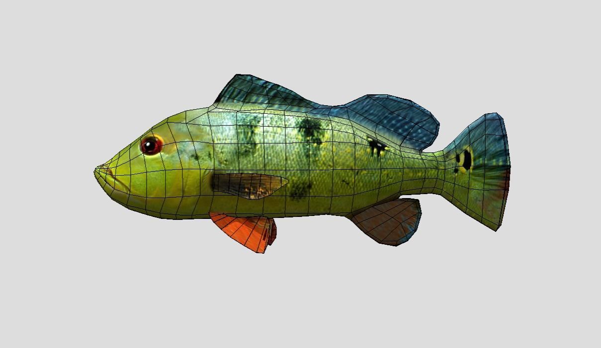 Peacock Bass Realistic Animated Low-poly 3D model_3