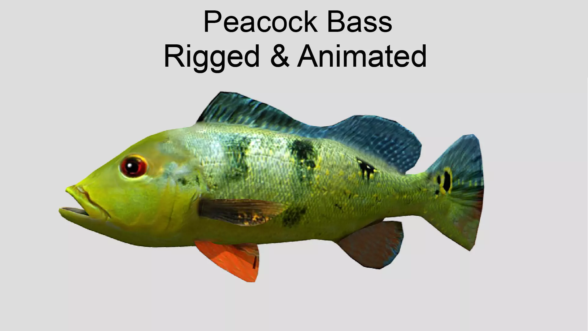 Peacock Bass Realistic Animated Low-poly 3D model_0