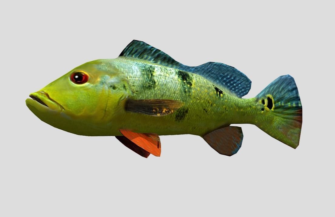 Peacock Bass Realistic Animated Low-poly 3D model_4