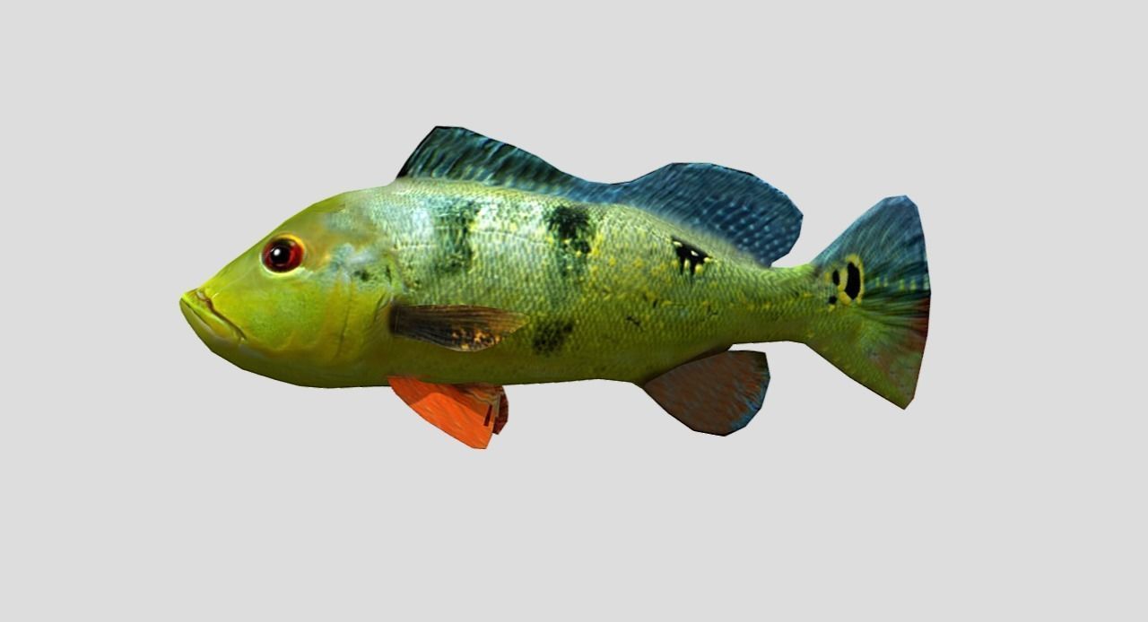 Peacock Bass Realistic Animated Low-poly 3D model_2