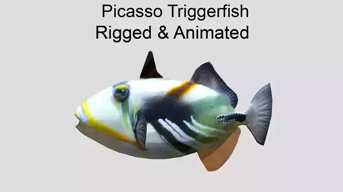 Picasso Triggerfish Realistic Animated Low-poly 3D model