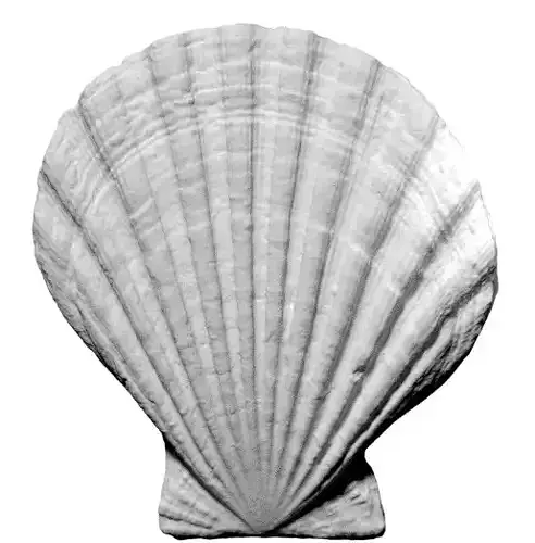 Sea Shell Scallop 3D model 3D model
