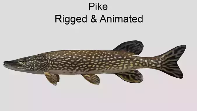 Pike Realistic Animated Low-poly 3D model