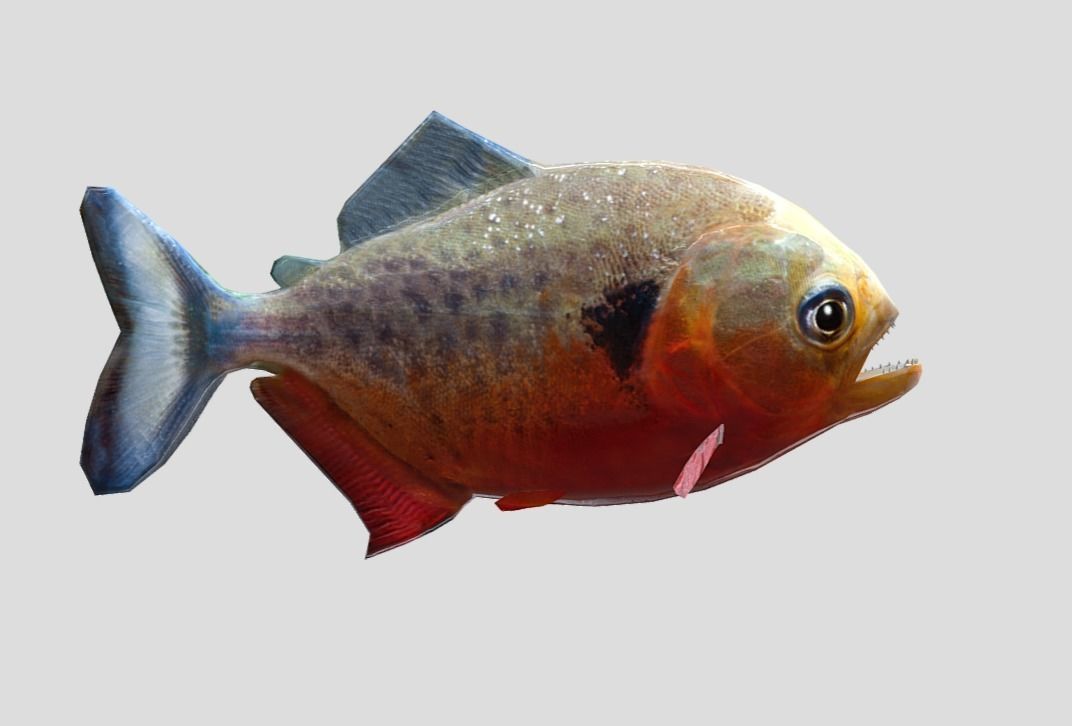 Piranha Realistic Animated Low-poly 3D model_5