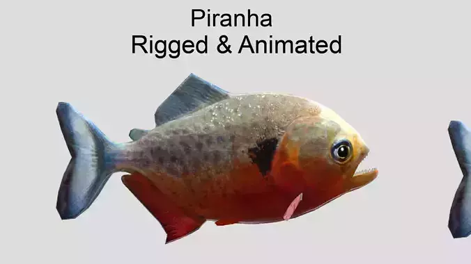 Piranha Realistic Animated Low-poly 3D model