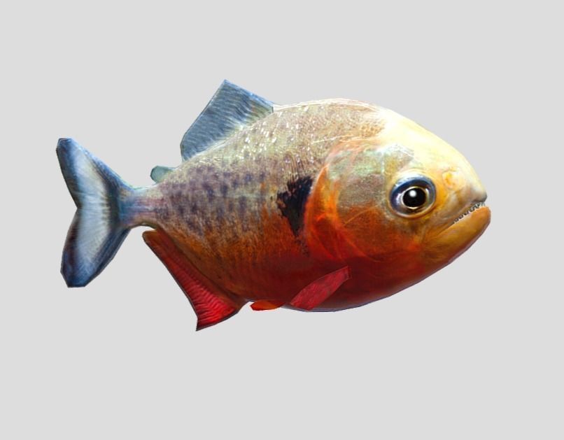 Piranha Realistic Animated Low-poly 3D model_4